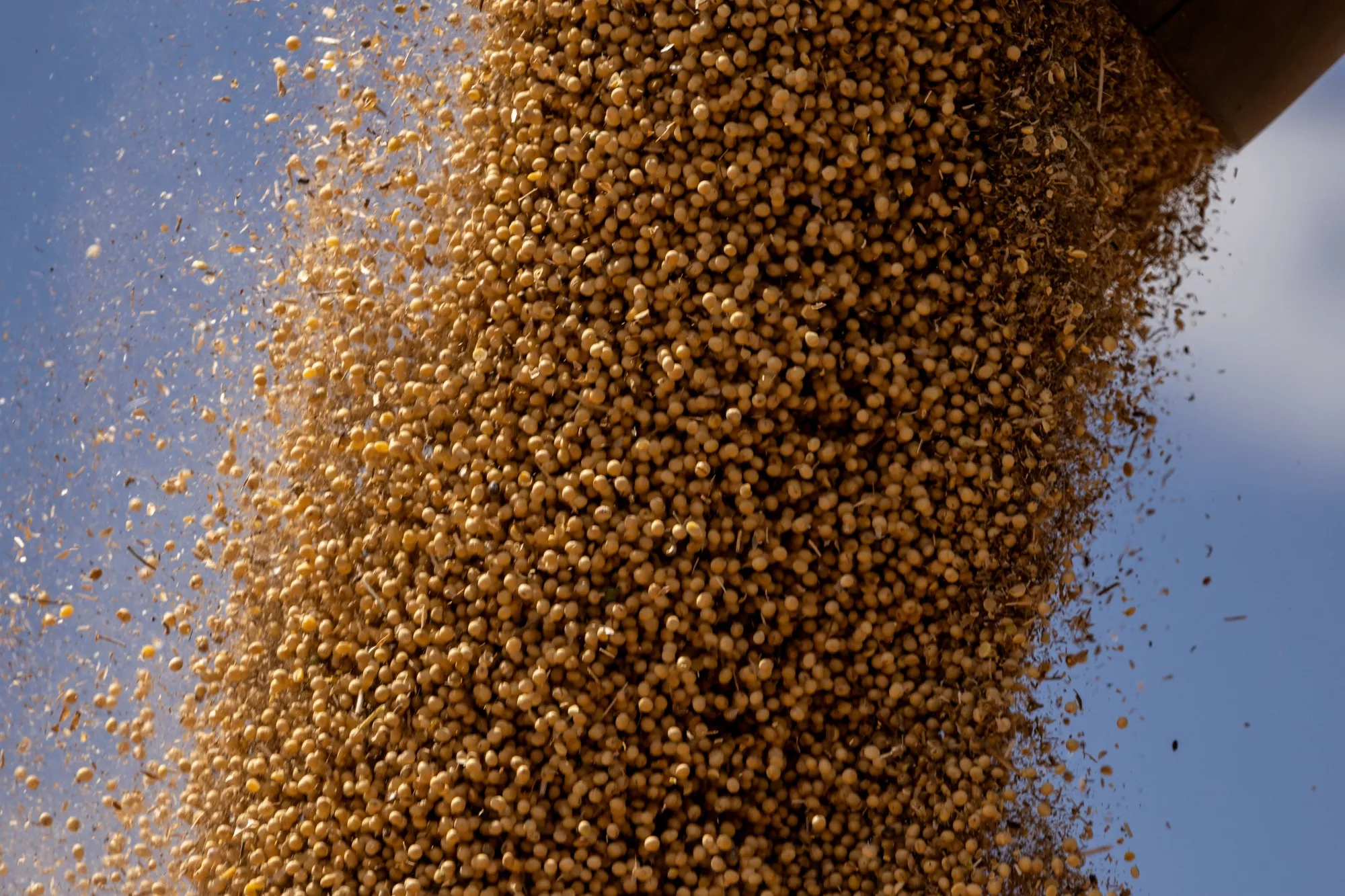 A soybean harvest in Brazil