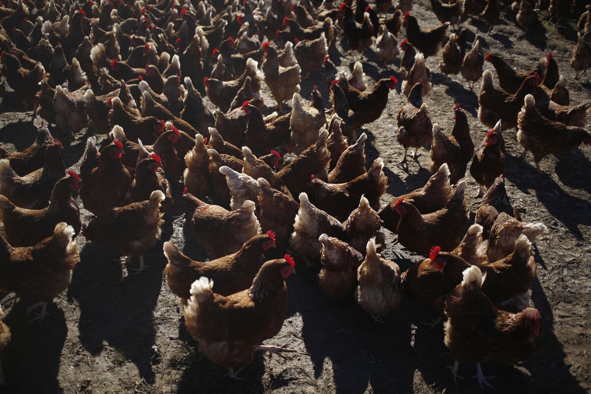 Chicken PriceFixing Trial Ends in Mistrial, Jurors Don't Reach Verdict