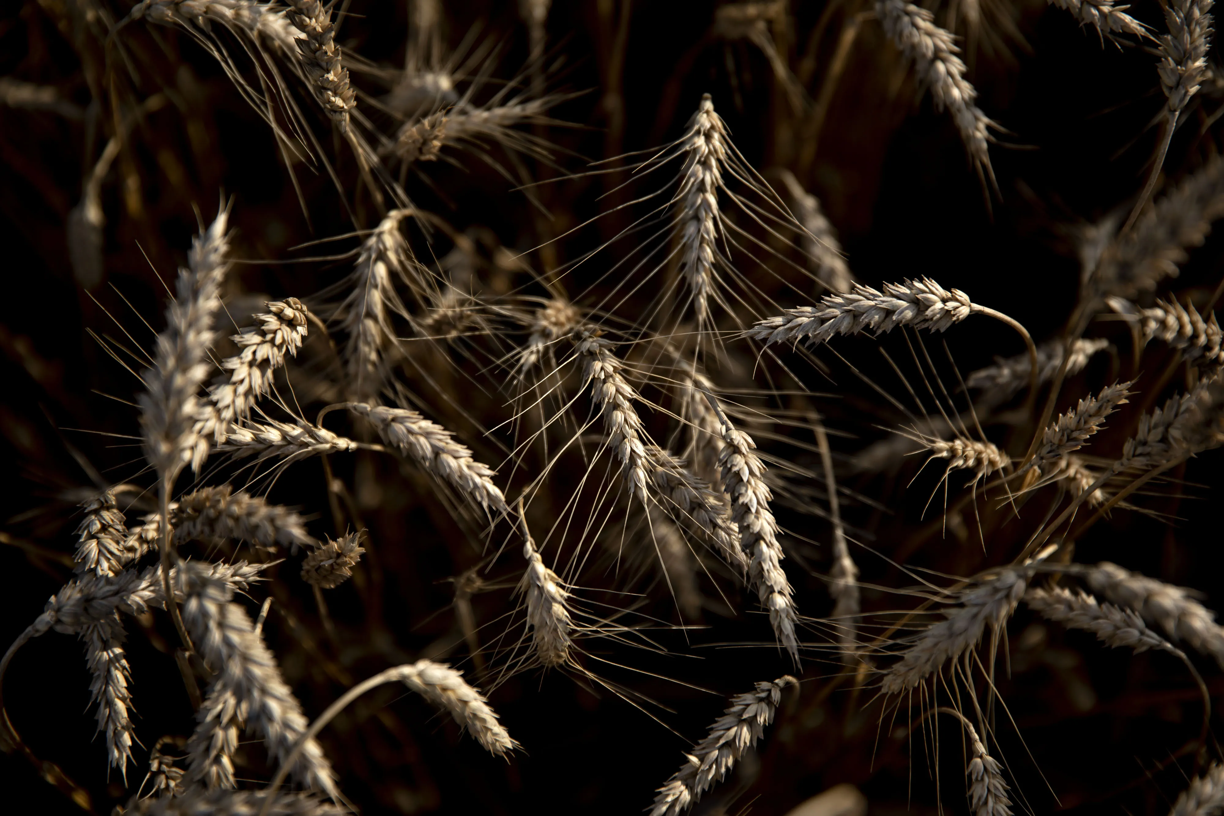Soft red winter wheat in a field&nbsp;in Kirkland, Illinois.