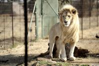 SAFRICA-ENVIRONMENT-ANIMAL-LION-FARM