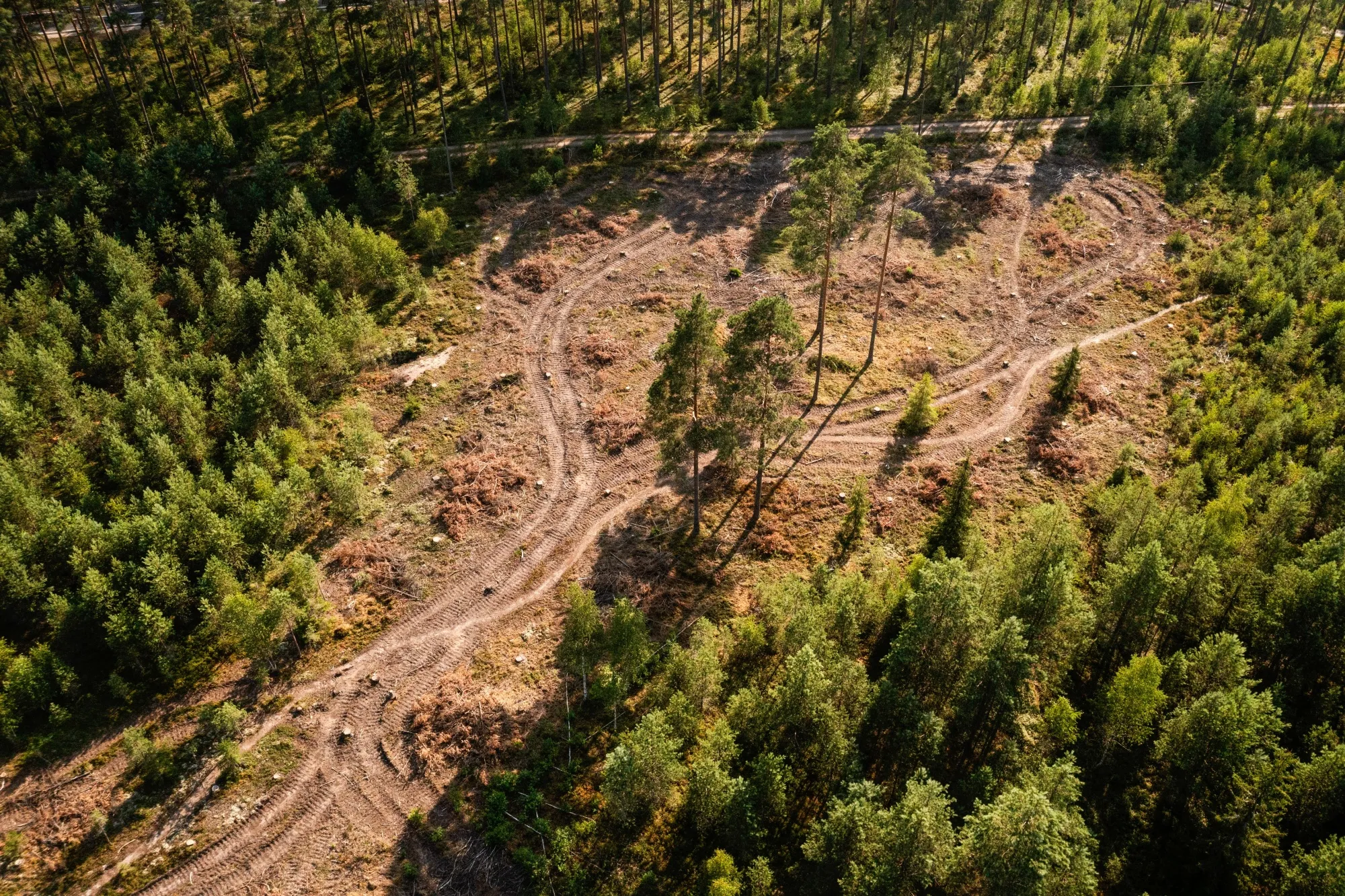 The EU law aims to curb the loss of trees resulting from the import of key commodities.