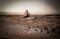 Rendering of the SpaceX “Red Dragon” capsule on Mars.