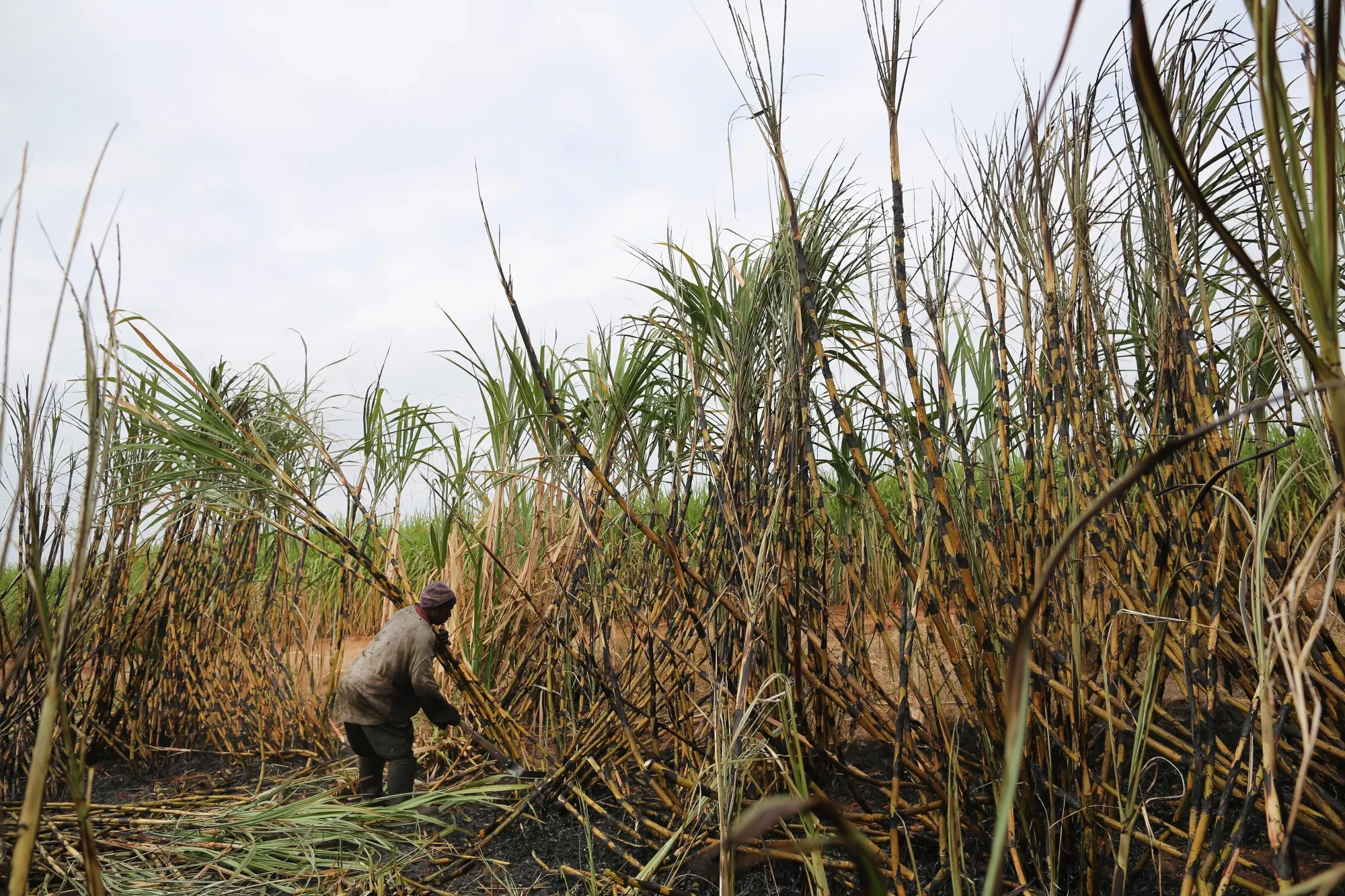 Sugarcane harvesting on a farm near the Kruger National Park in South Africa.