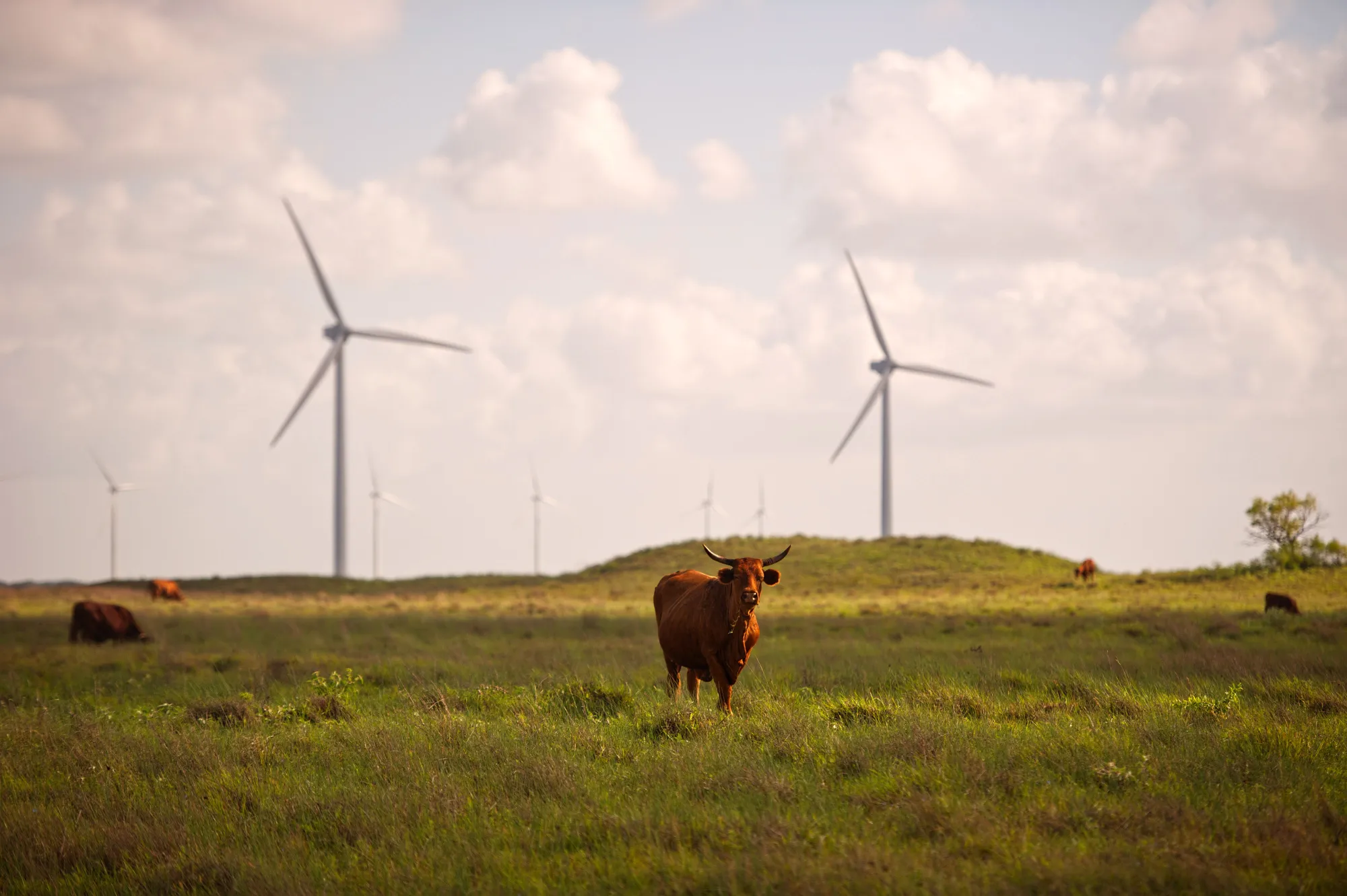 Cattle graze near wind turbines in Sarita, Texas. Wind power — a key source of electricity in Texas — is being sidelined just when it’s most needed because of low wind speeds.&nbsp;
