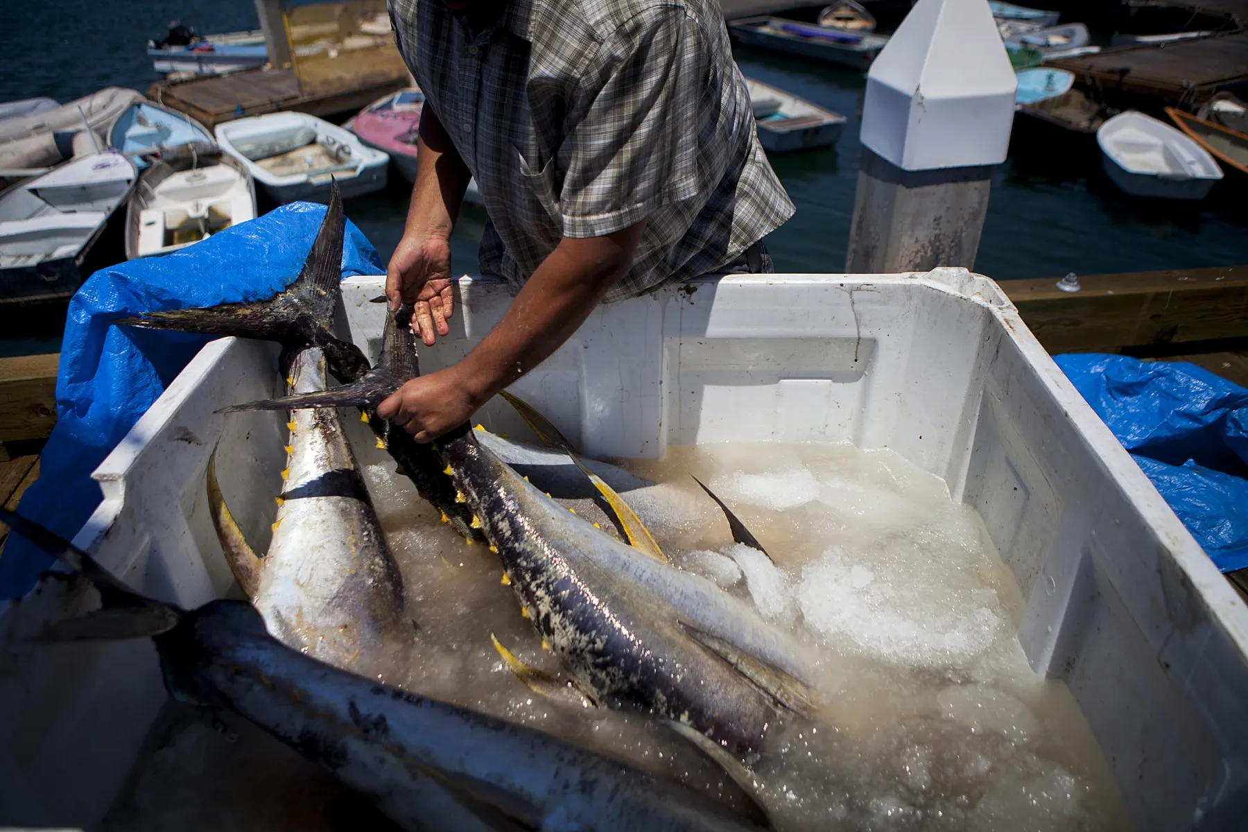 A&nbsp;bin of yellowfin tuna&nbsp;at a seafood company in San Diego, California.
