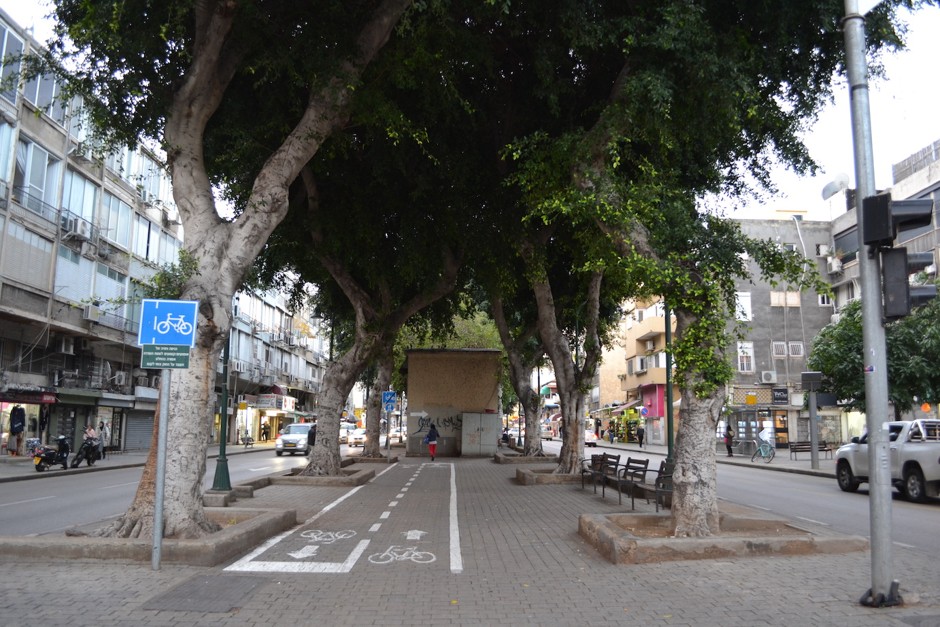 Ficus trees on Jaffa's Jerusalem Boulevard.