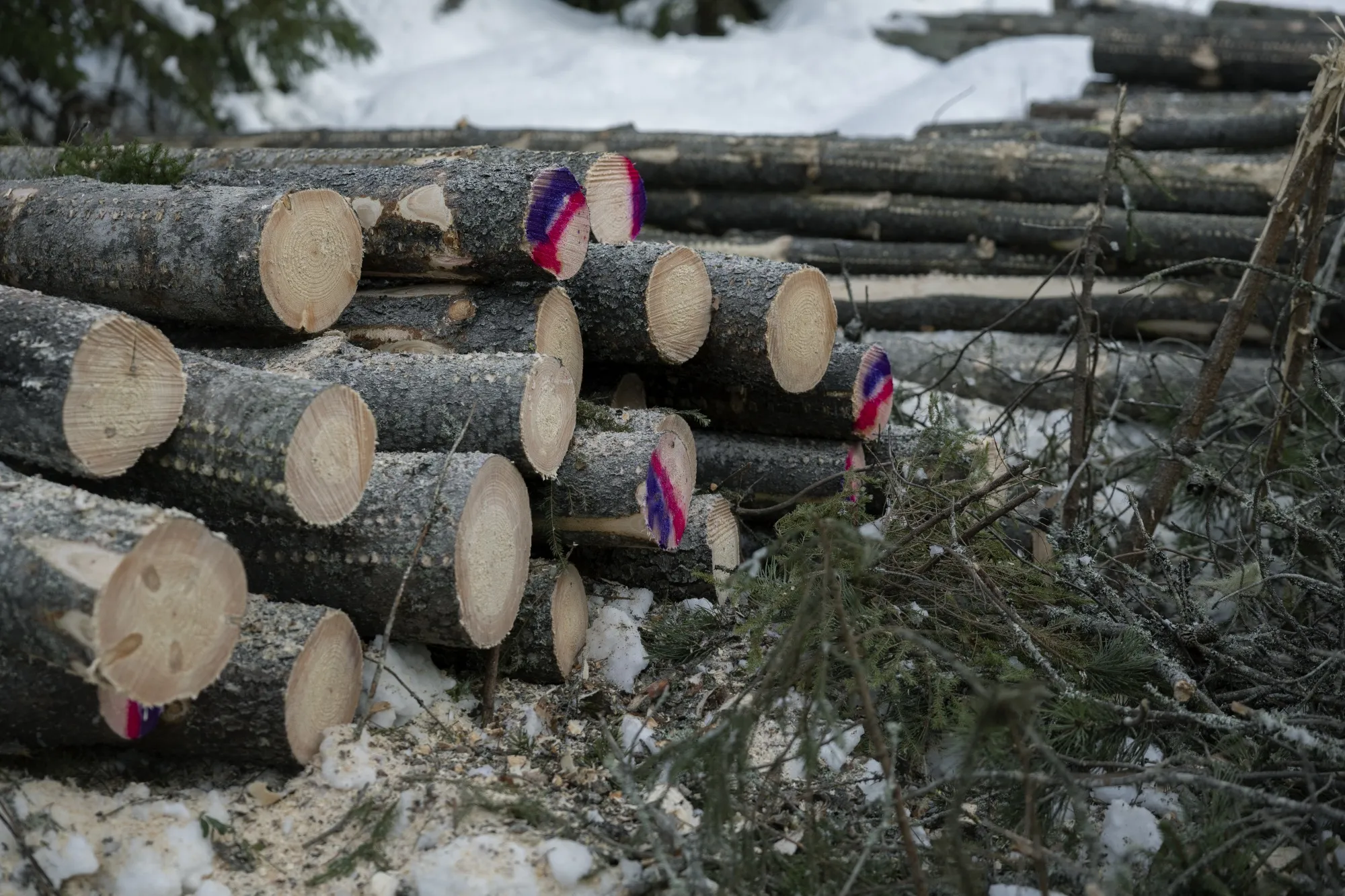 Trees felled for timber and paper use in Sweden.