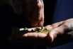 US-DRUGS-CANNABIS-420