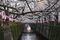 1491513394_cherry-blossoms-tokyo-shiho-fukada-12