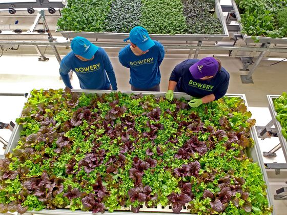 An Amazon Veteran Joins Indoor Farming Startup