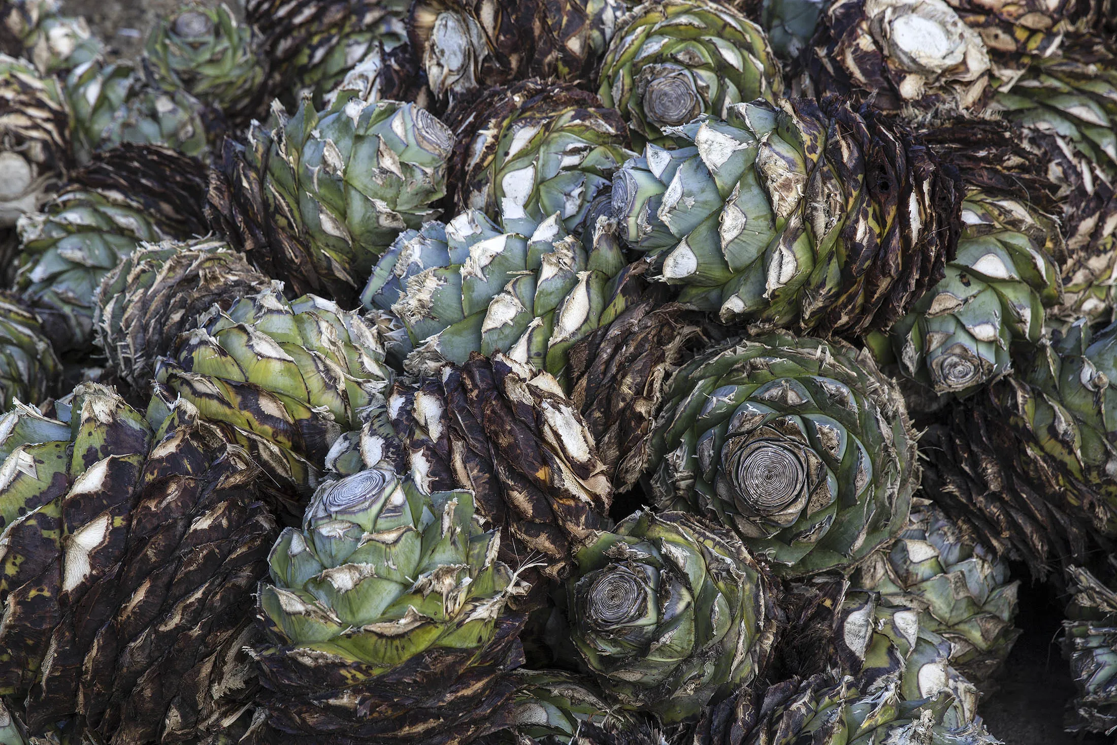 Agave plants sit in a pile at the Mezcal Union production facility and distillery in the San Baltazar Guelavila region of Oaxaca, Mexico on Friday, Aug. 19, 2016.
