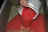 A white bucket full of salmon roe is being poured into a rectangular metal basin filled with water.