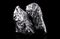 Scandium