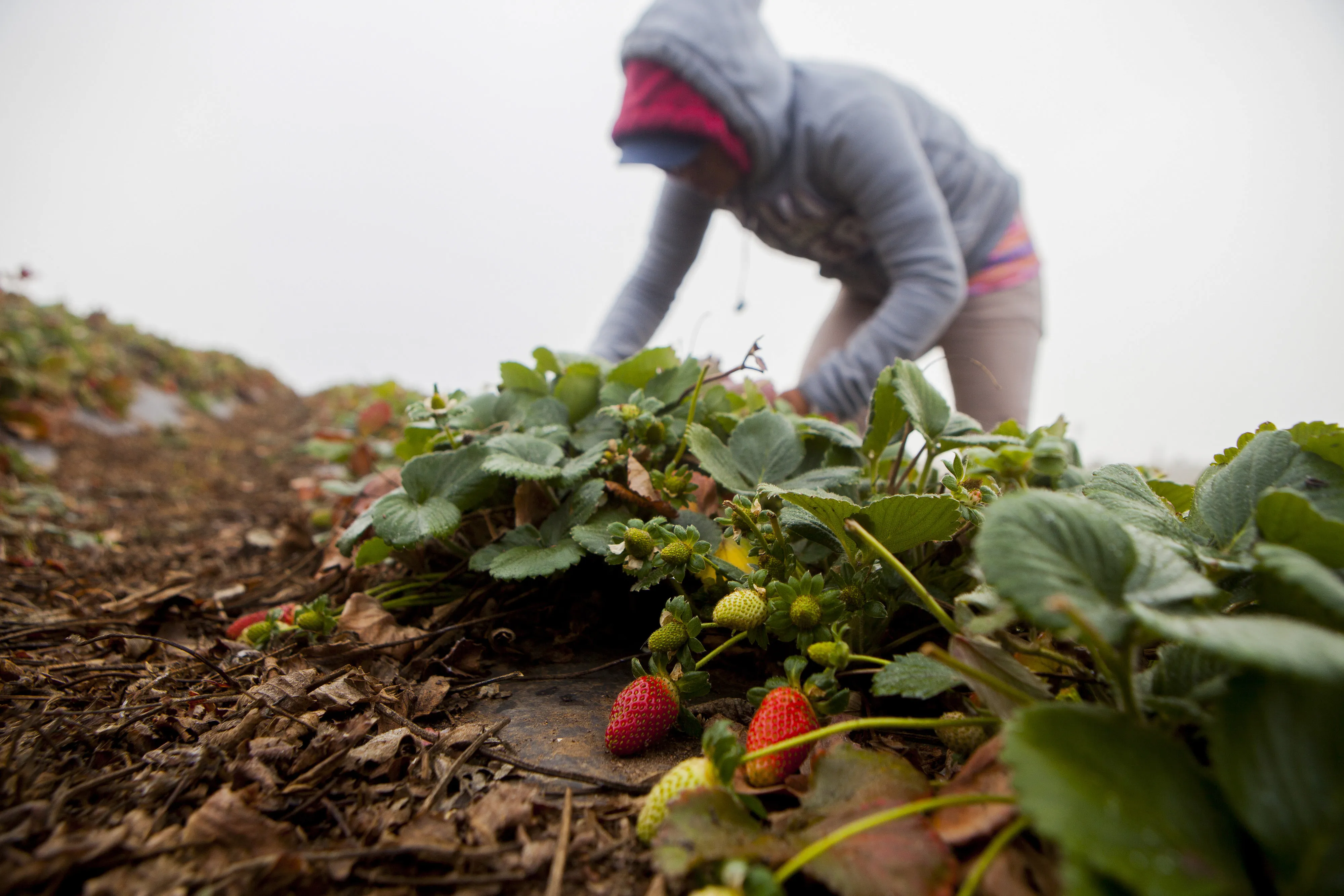 Just because it's organic doesn't mean it's not corporate-owned.