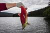 A glistening red salmon is being held by its tail by a hand wearing a gray knit glove. The rest of the person is out of the frame from the elbow onward. The nearly monochrome slate-colored lake, trees, hills and overcast sky form a stark backdrop.