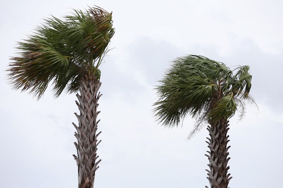 Palm trees sway in high winds during Hurricane Barry.