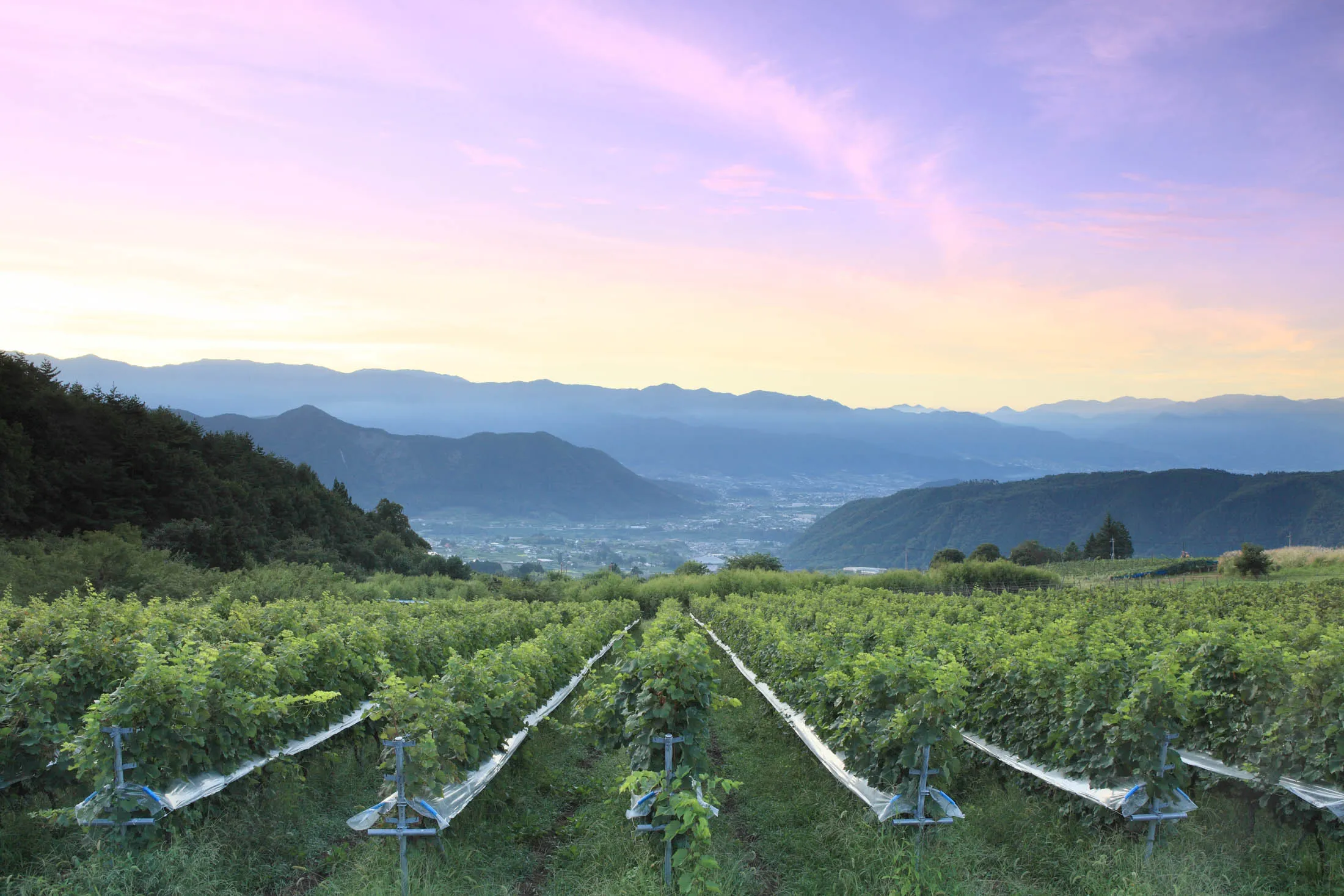 Rankoshi ITO Vineyard、Due Punti Vineyard Wines of Hokkaido