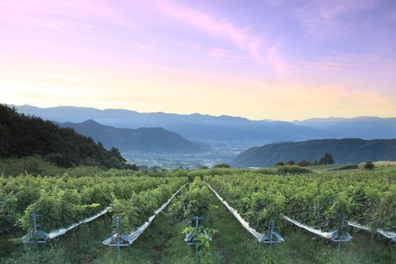 In the Shadow of Mount Fuji, Japan Is Making Incredible White Wines