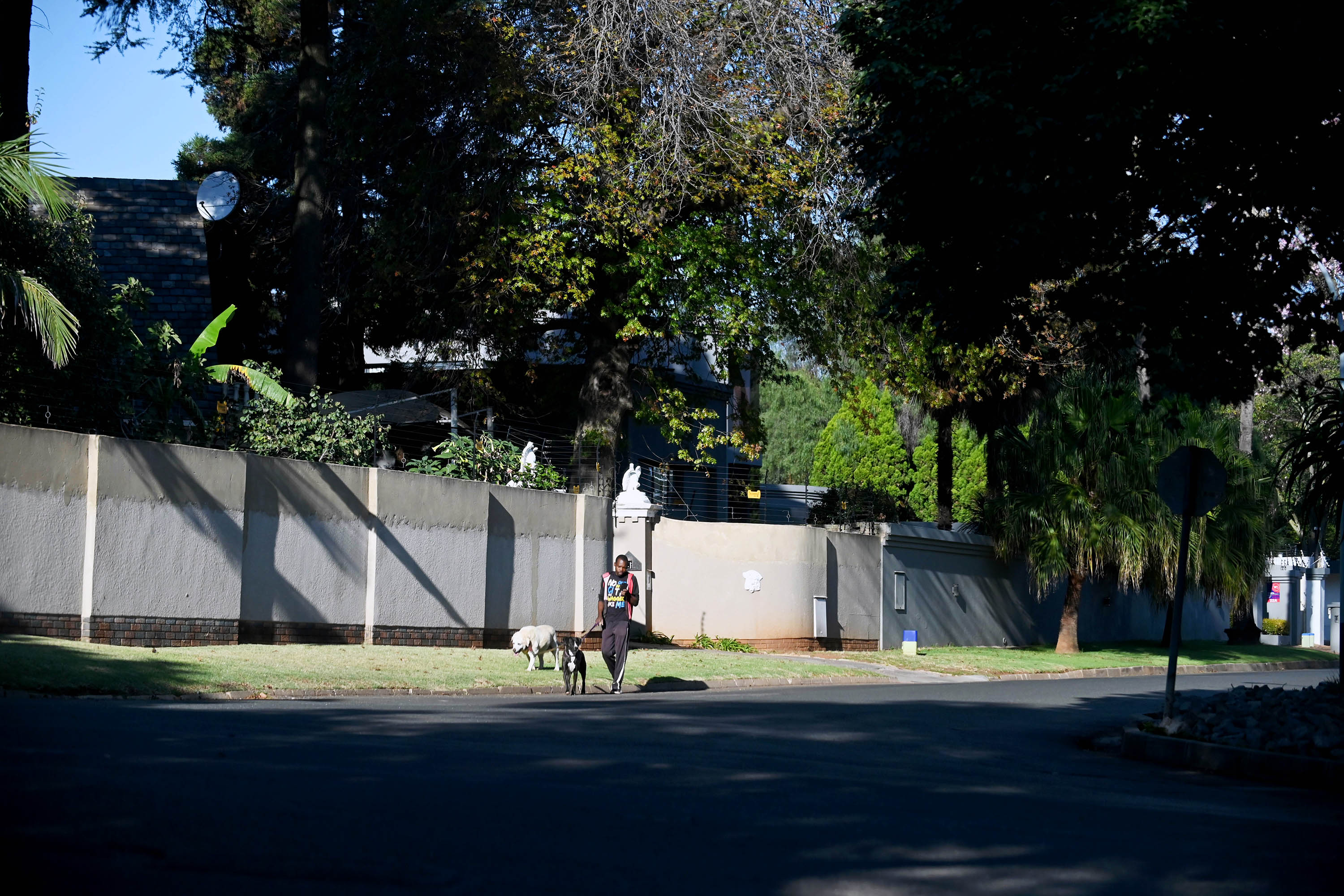 A man walks dogs in Bedfordview.