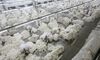Workers remove impurities from cotton fibers in the Xinjiang region of China.