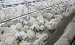 Workers remove impurities from cotton fibers&nbsp;in the Xinjiang region of China.