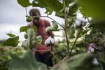 Cotton Cultivation as Dry Weather Hurts Yields 