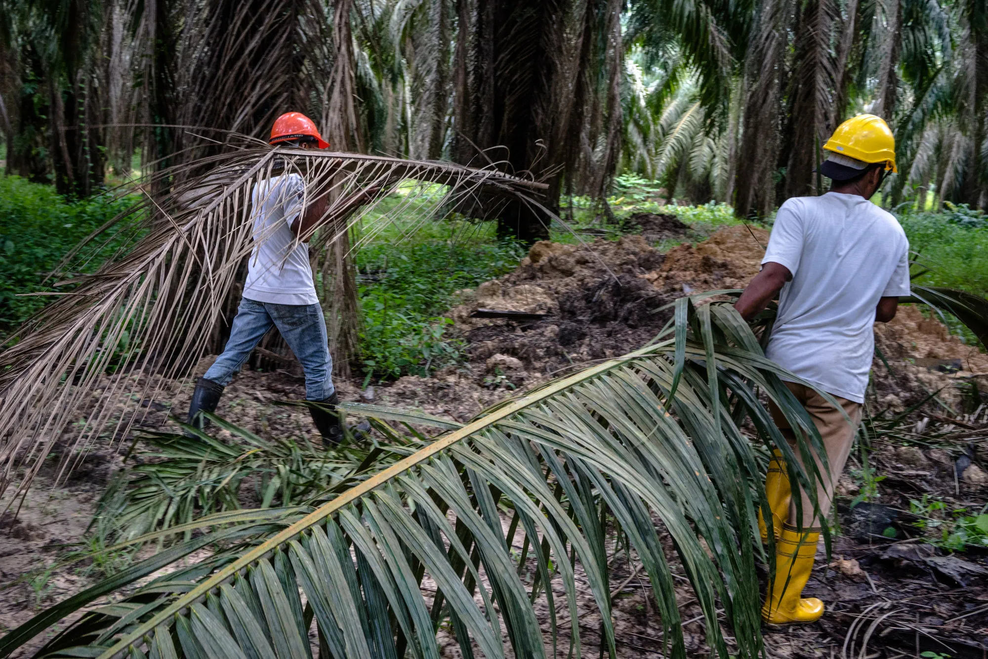 Workers carry fronds at a palm oil plantation&nbsp;in Pahang, Malaysia.