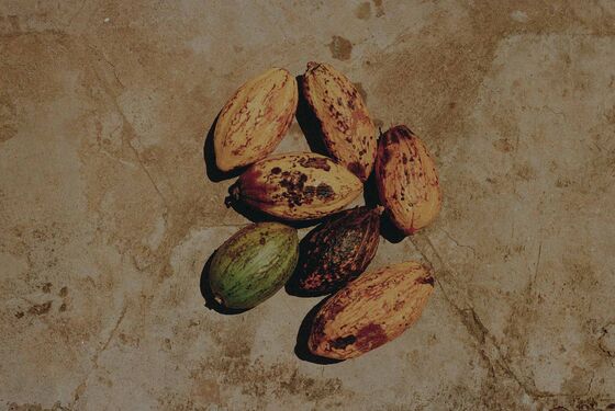 Ghana’s Record Cocoa Harvest Is Bittersweet for Export Industry
