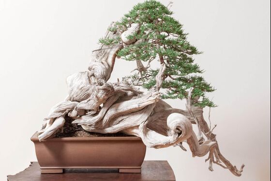 Forget Meditation Apps. I’m Binge-Watching These Bonsai Videos