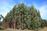 relates to Australia in Tree-Planting Binge to Help Meet Climate Targets