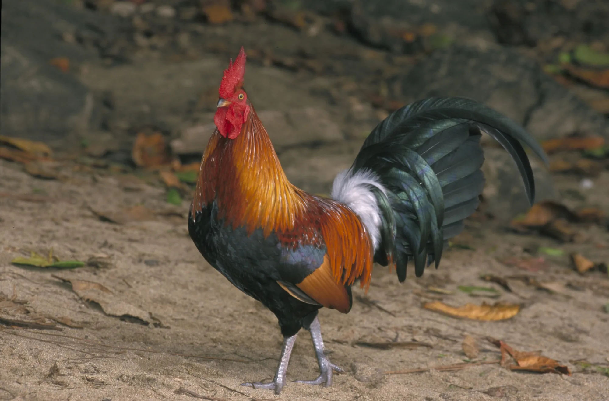 Is a Rooster a Bird: Surprising Facts You Need to Know