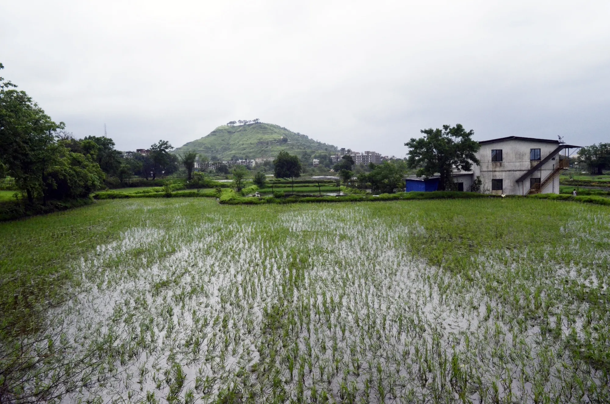 Rice saplings at a&nbsp;paddy field in Bhivpuri, India.