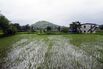 Rice Paddy Field As India Bans Some Non-Basmati Rice Exports to Control Prices