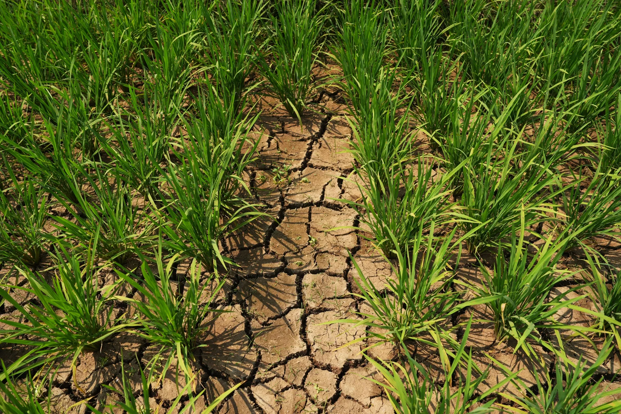 A dry rice field in Subang, West Java, Indonesia.