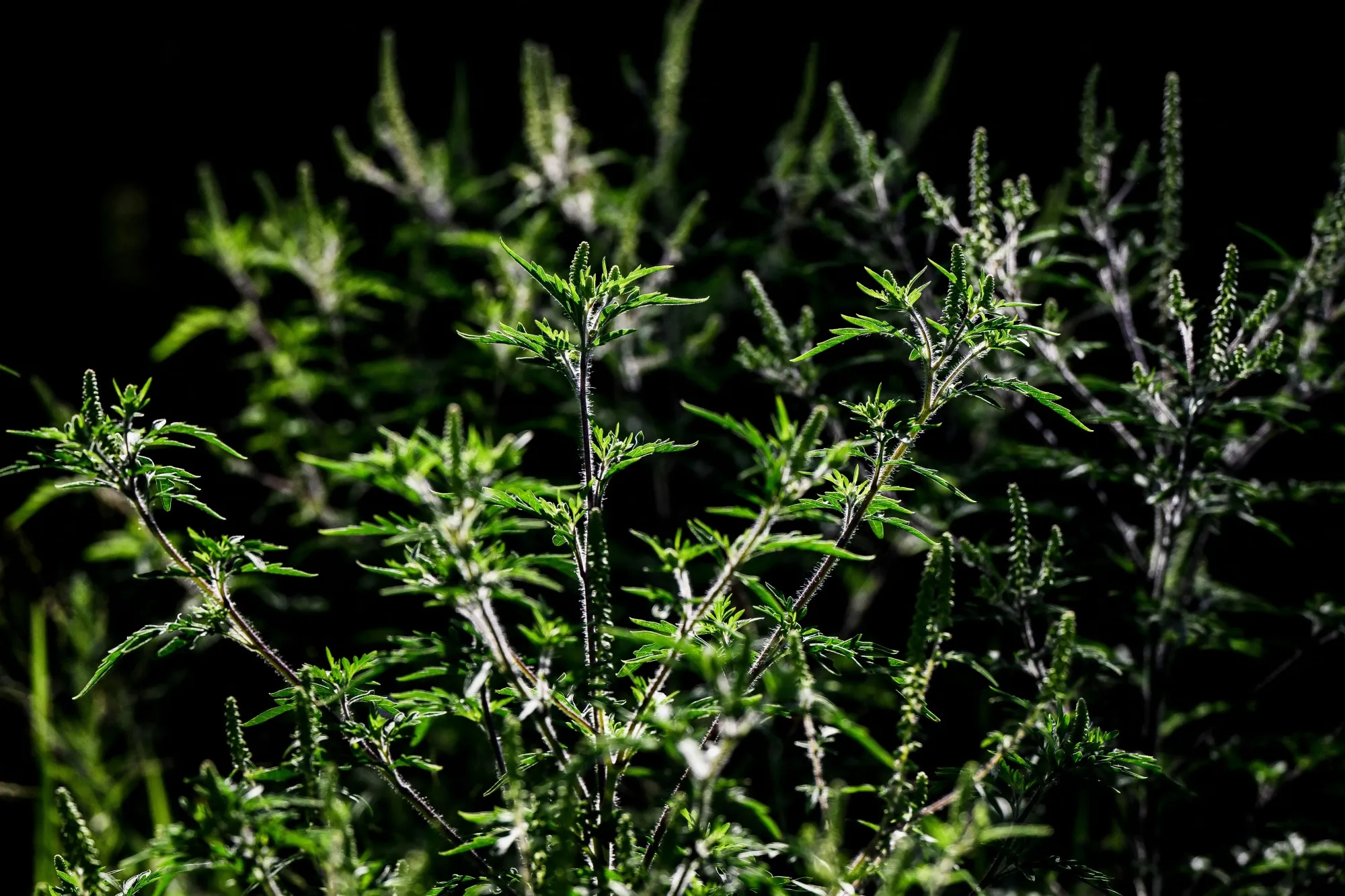 Seasonal Allergies Are Getting Worse Because of Global Warming - Bloomberg
