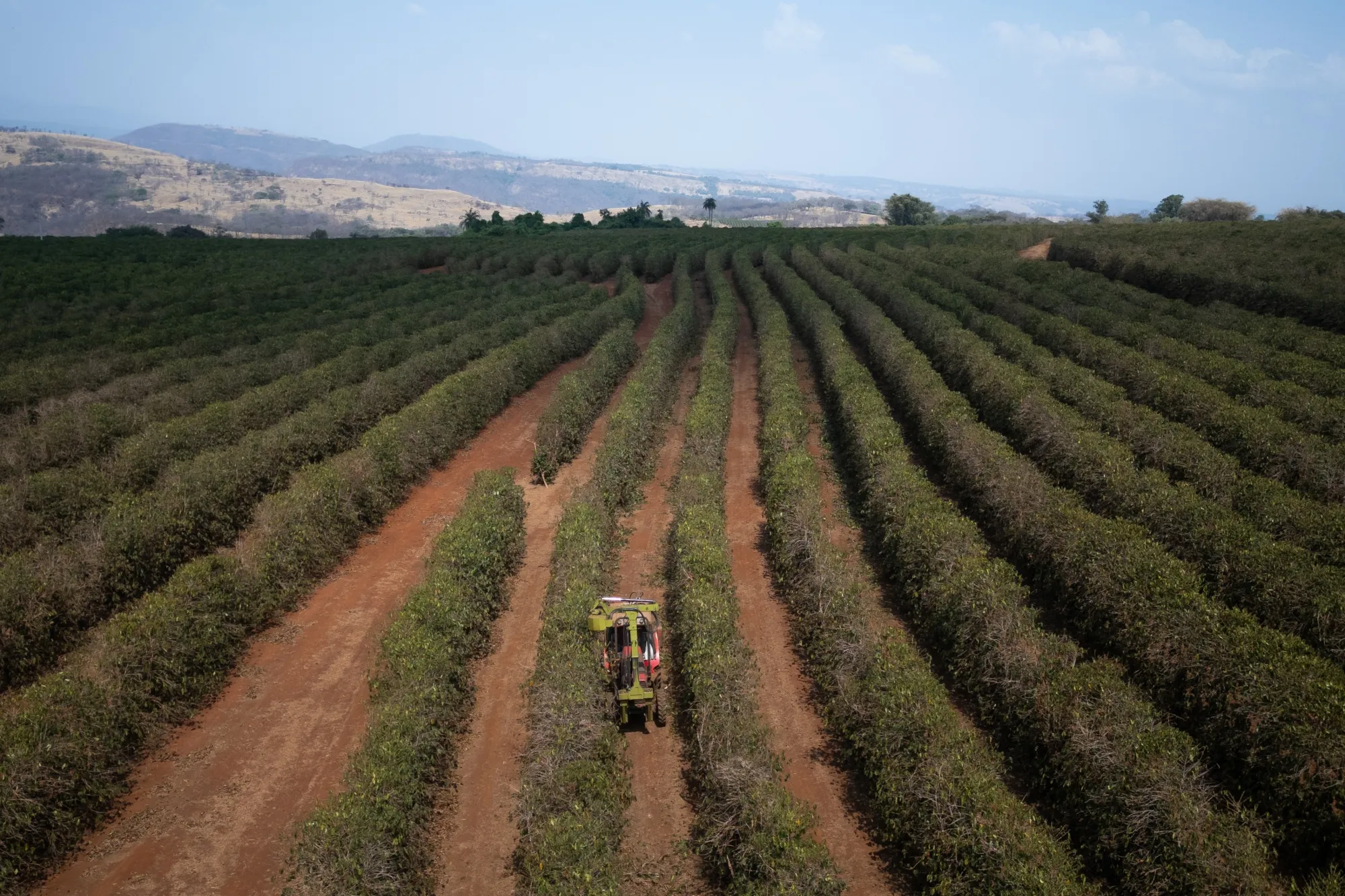 A worker prunes coffee plants affected by drought in Pedregulho, Brazil, on Sept. 18.