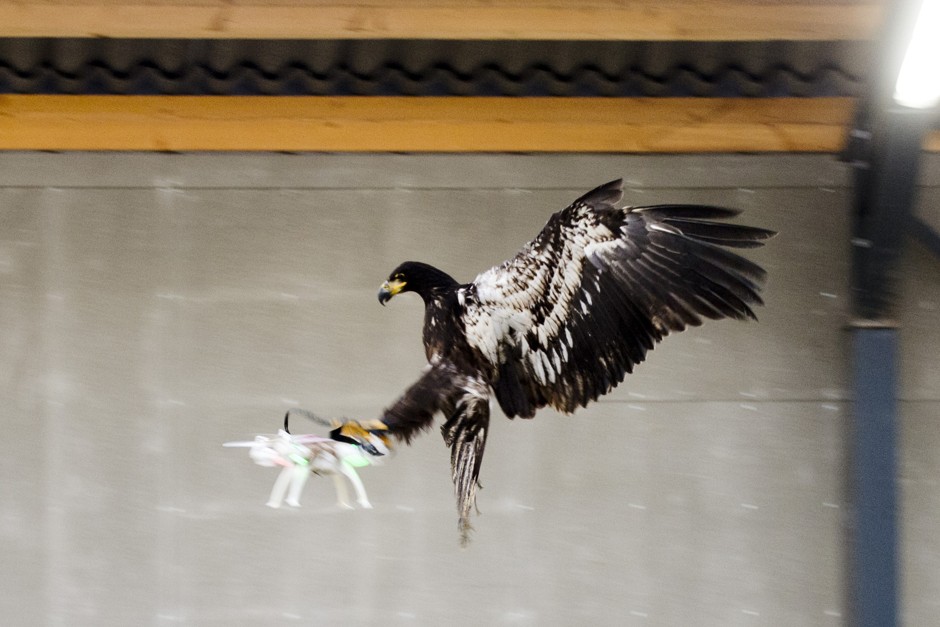 An eagle glides toward a drone before clutching it and dragging it to the ground in Rotterdam, Netherlands.