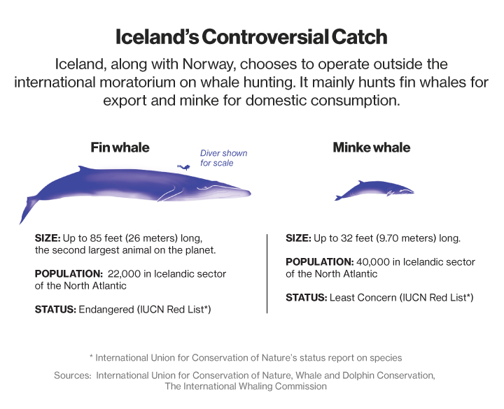 Eating endangered species best sale the international whaling commission