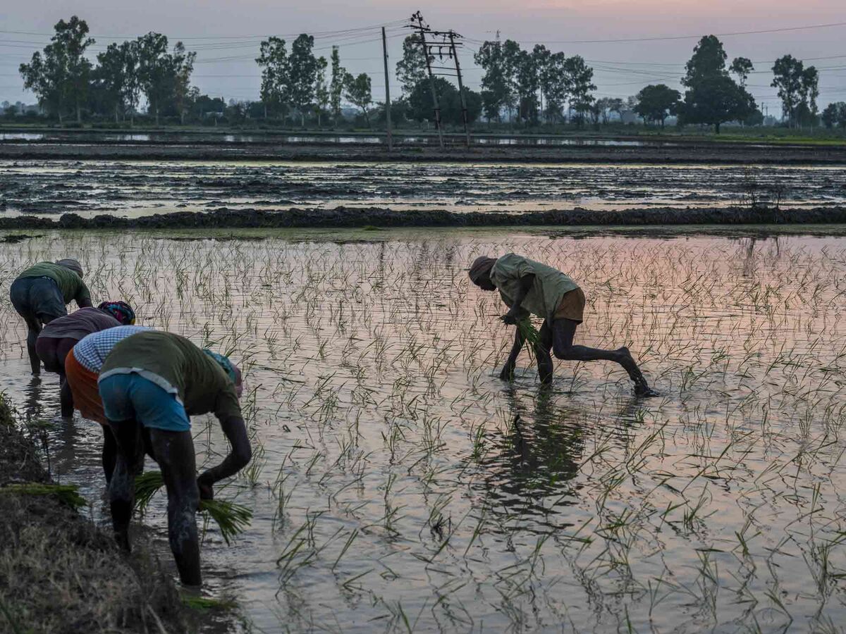 bloomberg.com - Loni Prinsloo - Prosus Bets on AI to Help Reshape India's $350 Billion Farm Industry