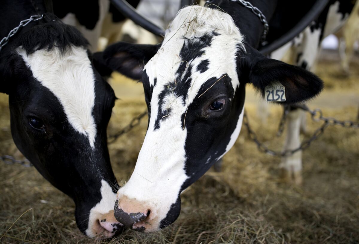 Saudi Dairy Farm May Use Cow Dung To Meet Power Needs - Bloomberg