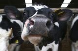 These Face Masks for Cows Have Nothing to Do with Coronavirus