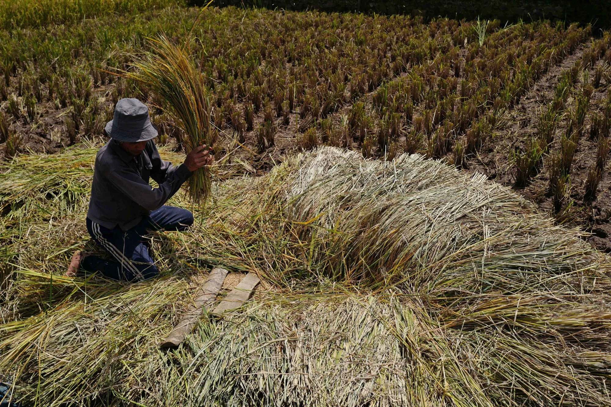 Indonesia produced 8.61 million tons of rice in the first quarter, a 53% jump from the same period last year, thanks to more favorable weather during the rainy season.