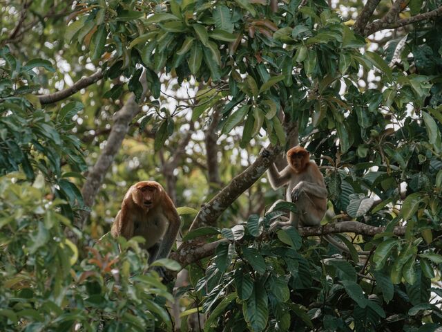 Proboscis monkeys in the forest canopy.