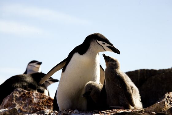 Penguin Colonies Are Shrinking in Antarctica Due to Climate Change