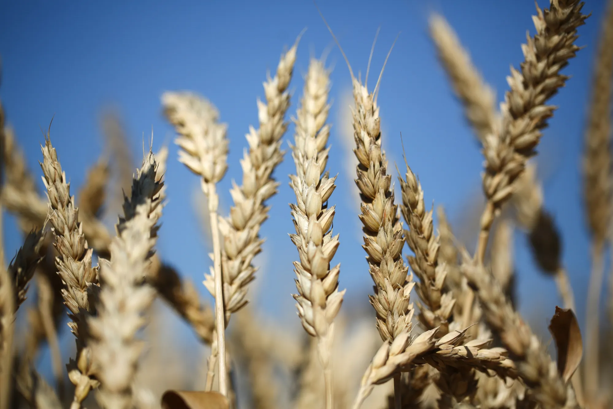 Wheat kernels sit in a field during the summer wheat harvest on a farm operated by Kuban Agroholding, a unit of Basic Element Co., in Ust-Labinsk, Russia, on Sunday, June 26, 2016. Russian wheat-export prices dropped to a six-year low last week as prices in major competitors such as the U.S. and France fell and harvesting of a bumper crop was about to start.