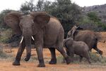 A family of elephants react as a vehicle approaches on Aug. 6 at the Ol Jogi rhino sanctuary, in Laikipia county, Kenya
