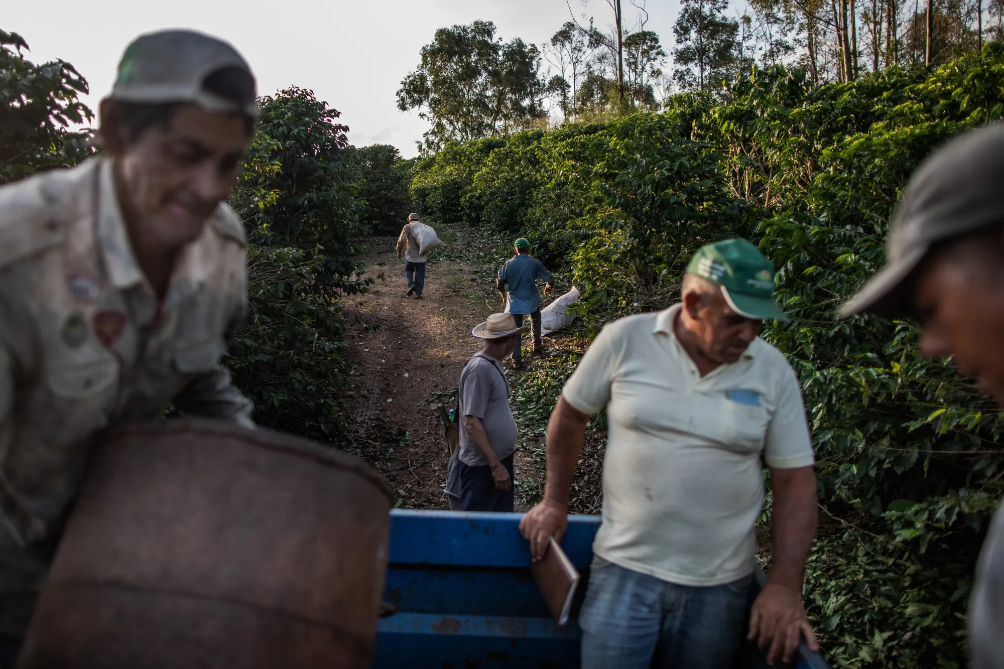 Workers harvest coffee on a farm in Machado, Minas Gerais state, Brazil.