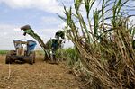 Sugar cane is harvested in Brazil