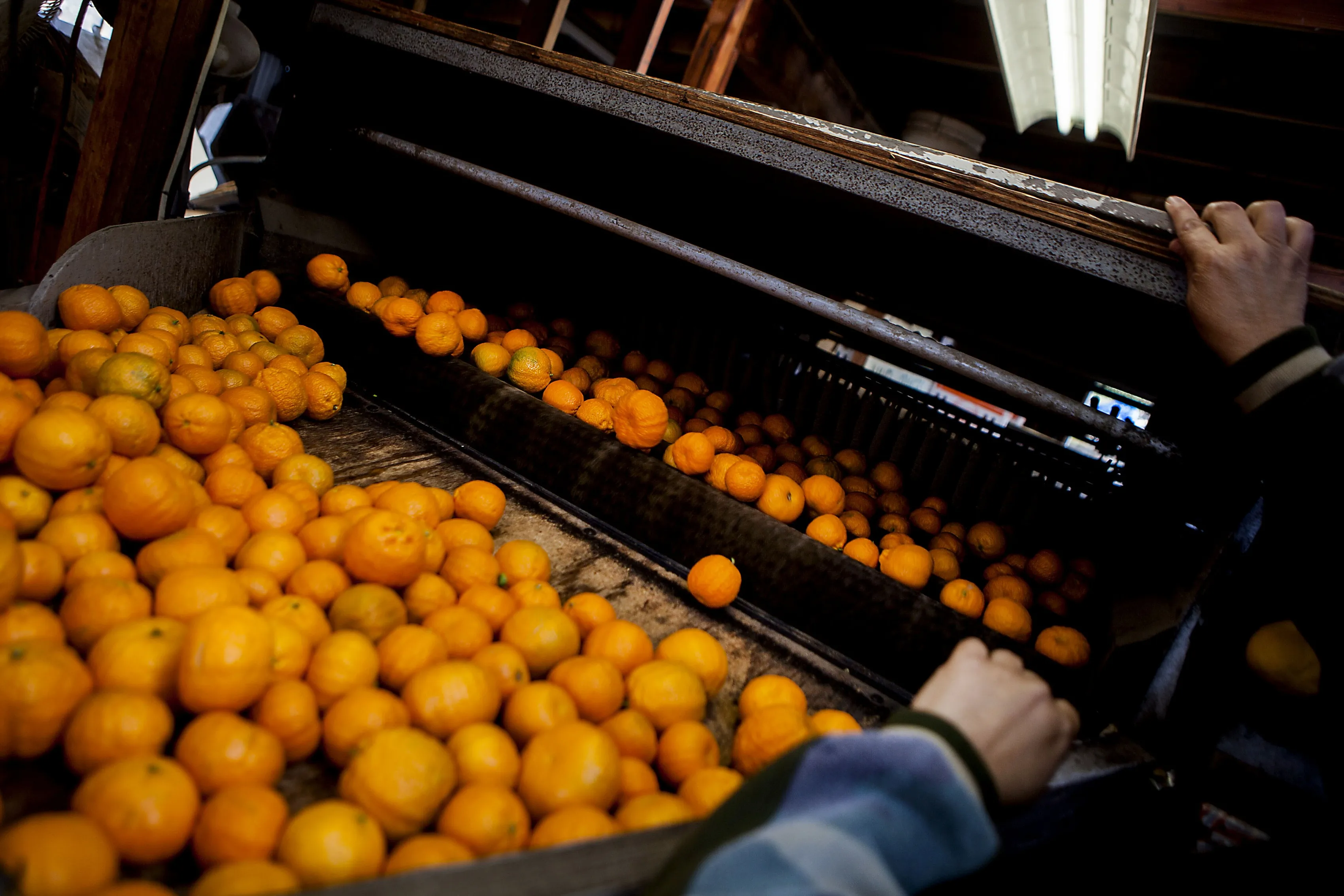 Mandarins to Dethrone Oranges as Top Fresh Citrus in U.S. Market - Bloomberg