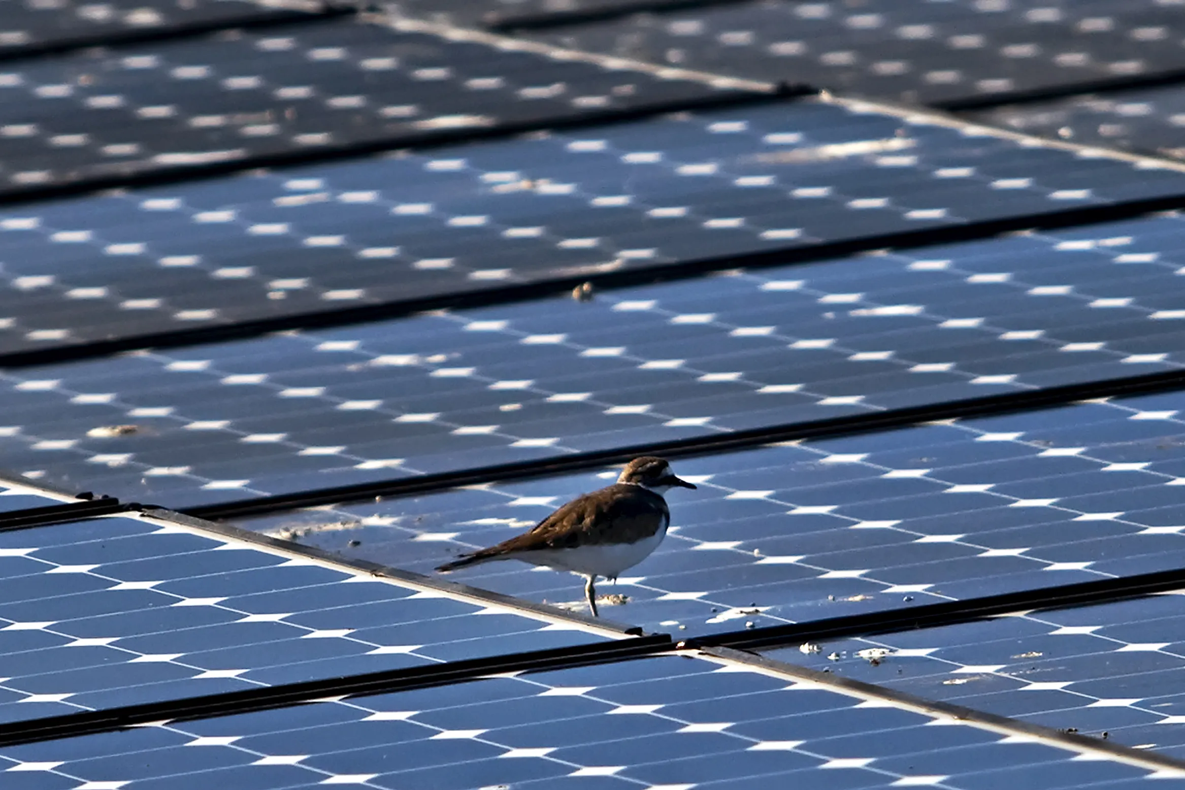 Oaktree-Backed Solar Company Array Technologies Jumps After $1.05 ...